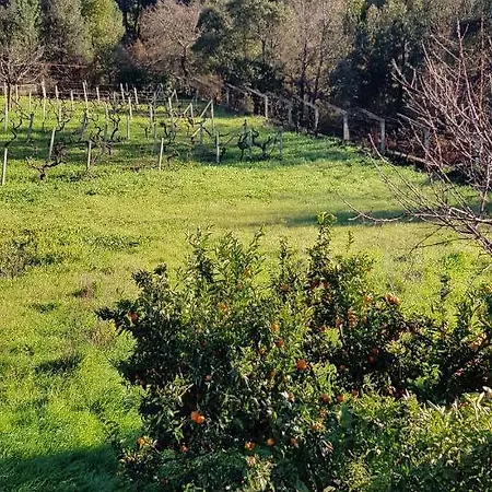 Alojamento Paris * Figueiro Dos Vinhos